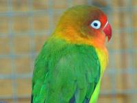 Pfirsichköpfchen Kleinpapagei